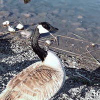 This Song Will Never Make It On the Radio! - Single - KILLFI$h