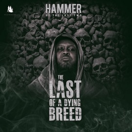 Effortless (feat. Teephlow & Medikal) Hammer of The Last Two, Pure Akan & Worlasi