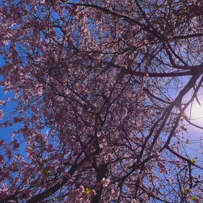 blossom - EP