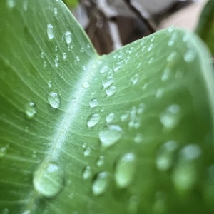 Rainy Afternoon