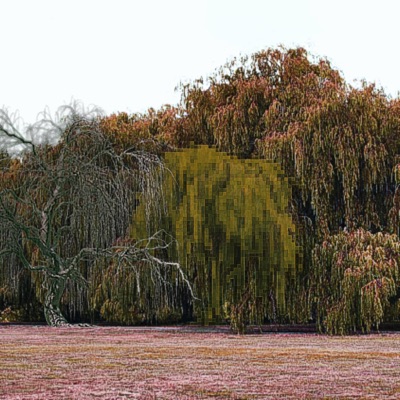 willow trees