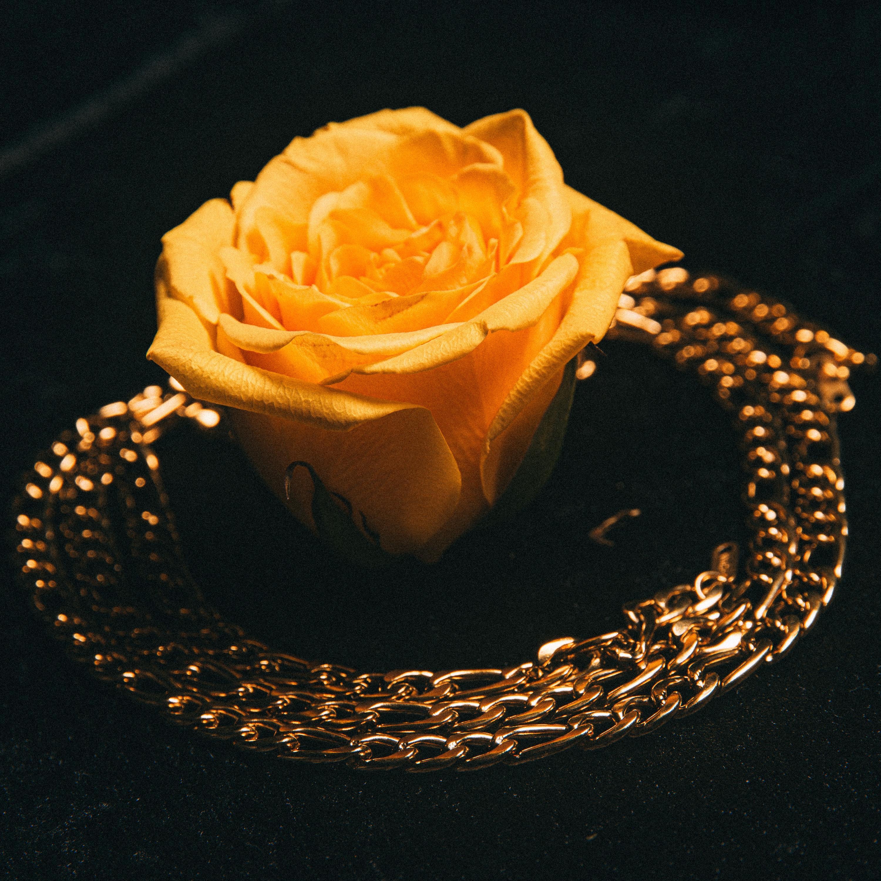 The Golden Rose - Single