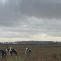 summer rain - Single - NotLewy