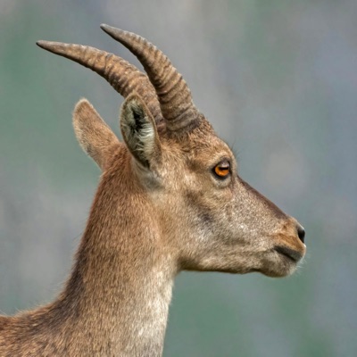 the noise a goat makes - Single