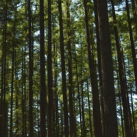 Trees - Single - Kasey Andre & Ben C