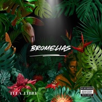 Bromelias - Single - Tefa Libre