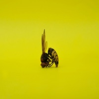Birdz N Beez, Pt. 2 - Single - Blu