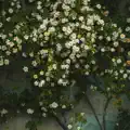 fleur au vent
