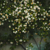 fleur au vent