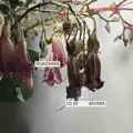 Afuera