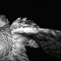 Lil Heavy - Single - Ohsolow & sayk_