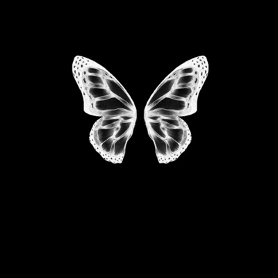 The Black Butterfly