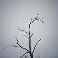 Peace of Mind