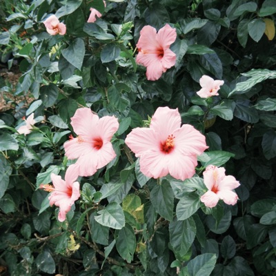 let me buy you flowers... - Single