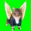 ANGELCORE (OIIA OIIA Spinning CAT) - Single