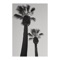 Palm Coast - Mac Kish lyrics