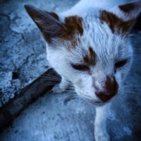 bruh pleaseee - Single - selfloadingimage