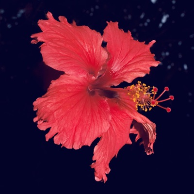 Bloodline - Single
