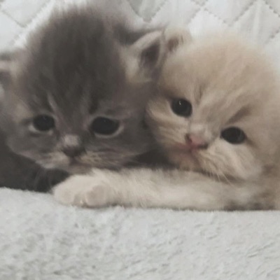 Yo t kiero amar >//w//< - Single