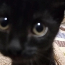 9lives (feat. MIM$) wxnderjay!