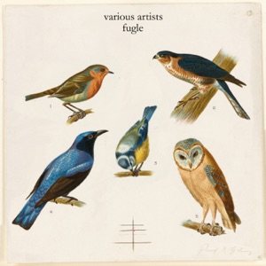 Brushing The Strings (Keybird Version)