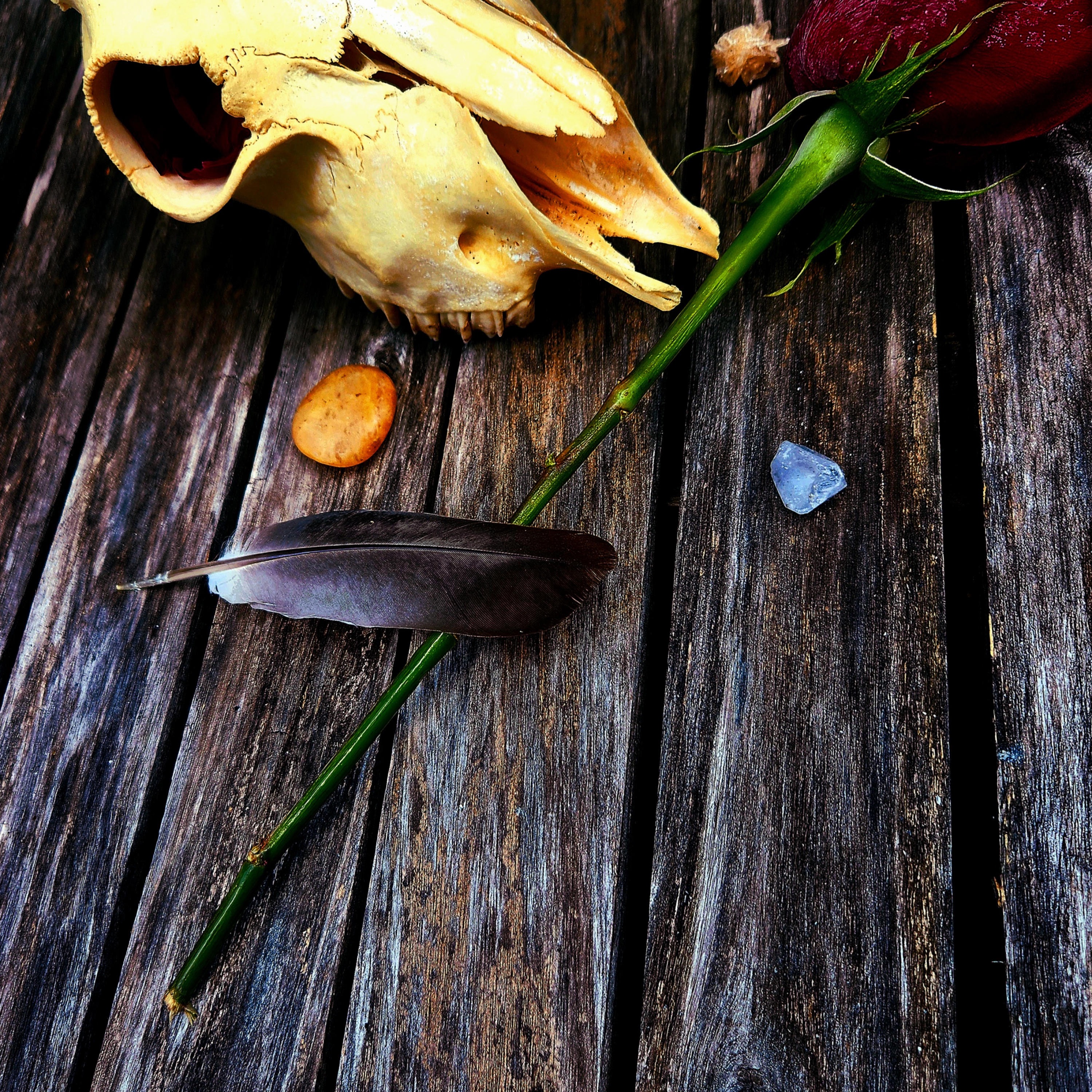 Masters of Transition and Alchemy