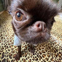 IM FLY - Single - LoudLuke!