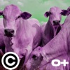 Caloteiro - Single