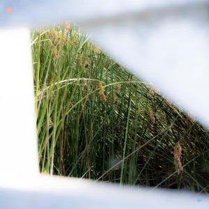 cattails - Single