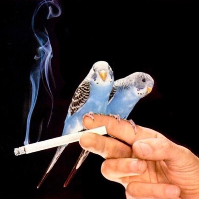 Twisty P (feat. Koto.) - Single