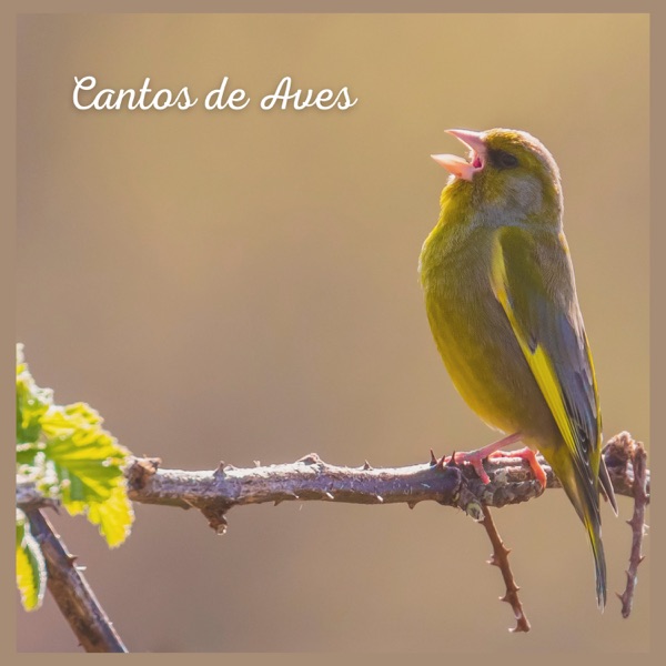 Cantos de Aves