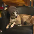 La fourmi