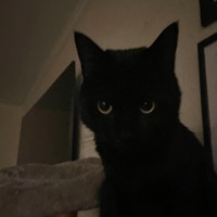 Issues (feat. Bruxely!) - Single - ExilesFuneral