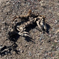 SEVERYAHEAD (feat. LXXIV, Citrate & Kashimotu) - Single - Cassette+