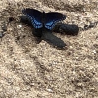 Life Of Mine - Single - Live98