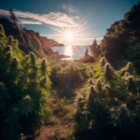 Enseada - Single - Weedthief