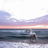 D3ili - Single - Yvzid