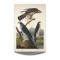 Birds (feat. Zaee & Goldwood) - Single - 300 South