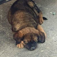 Si algun día te vas - Single - Jasiel