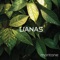 Montane (Rain) - Lianas lyrics