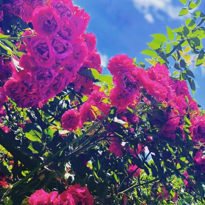 Echos Of Regret - Single