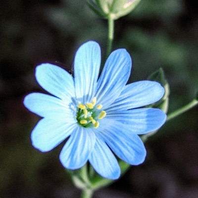 DANSMA (feat. DogisgoD) - Single