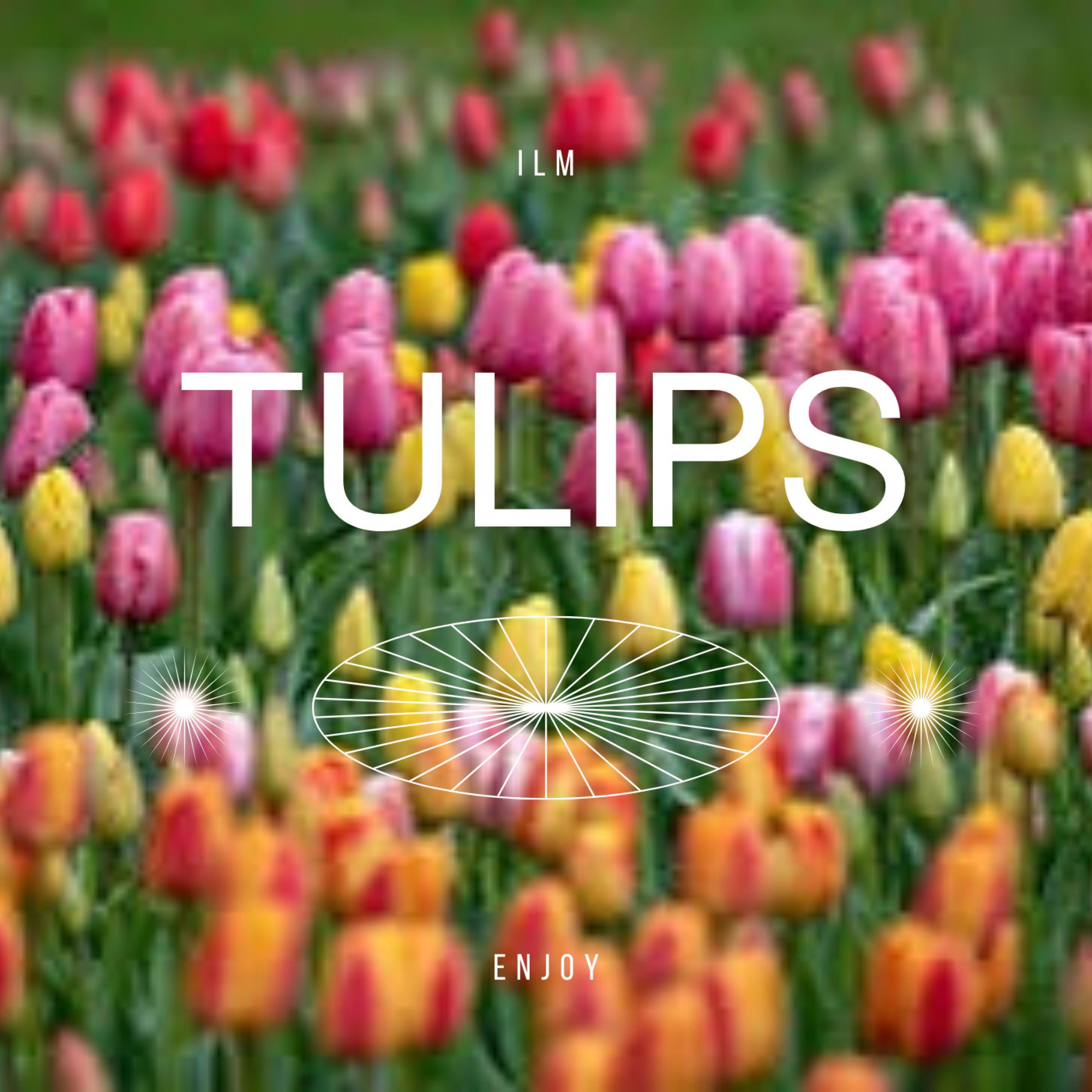 Tulips - Single
