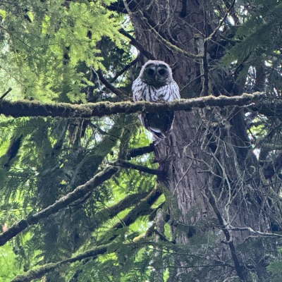 Encapuchados - Single