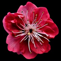 Fleur de pêcher - Single - GASH