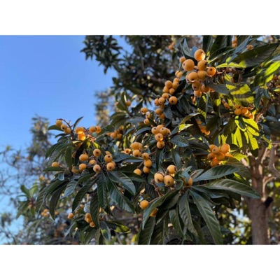 The Scent Of The Loquat Tree