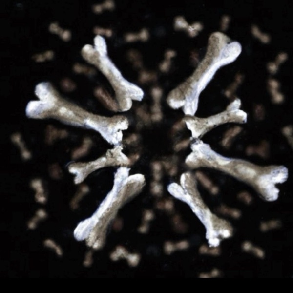 Bones