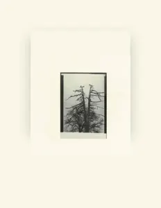Cancer House을(를) 듣고, 뮤직 비디오를 보고, 약력을 읽고, 투어 일정 등을 확인하세요!