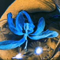 Liquid Light (Moonee Sunshine Mix) [feat. Eda Tola & Moonee] - Single - William Florelle