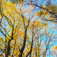 Don't Forget Me - Single - Annawak